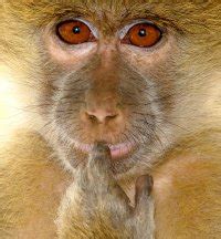 monkey pornography|Monkeys like porn too › News in Science (ABC Science).